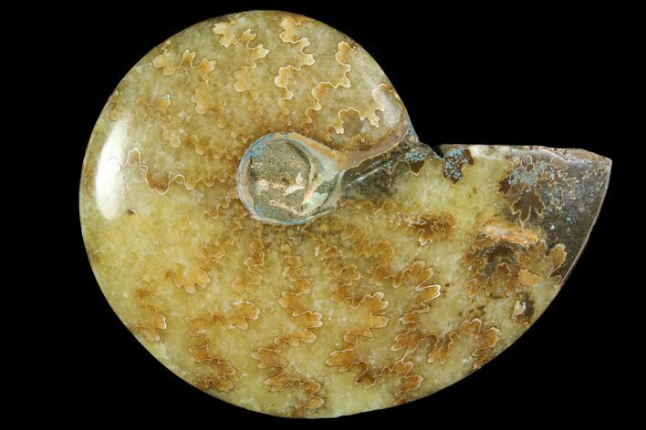 Polished, Agatized Ammonite (Cleoniceras) - Madagascar #119017